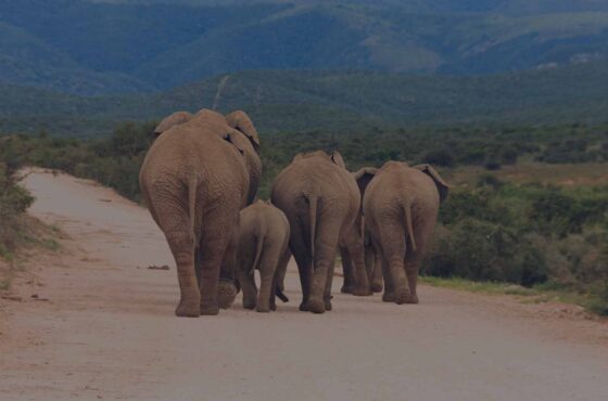 Elevate Your Travel: How to Plan a Luxury Safari Experience in Africa